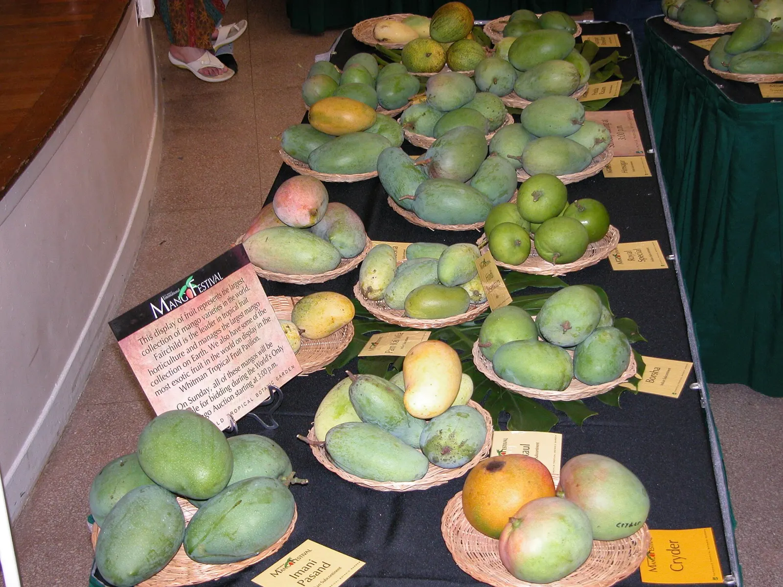 Named mango varieties laid out on the display tables at the Mango Festival at Fairchild Tropical Botanic Garden.