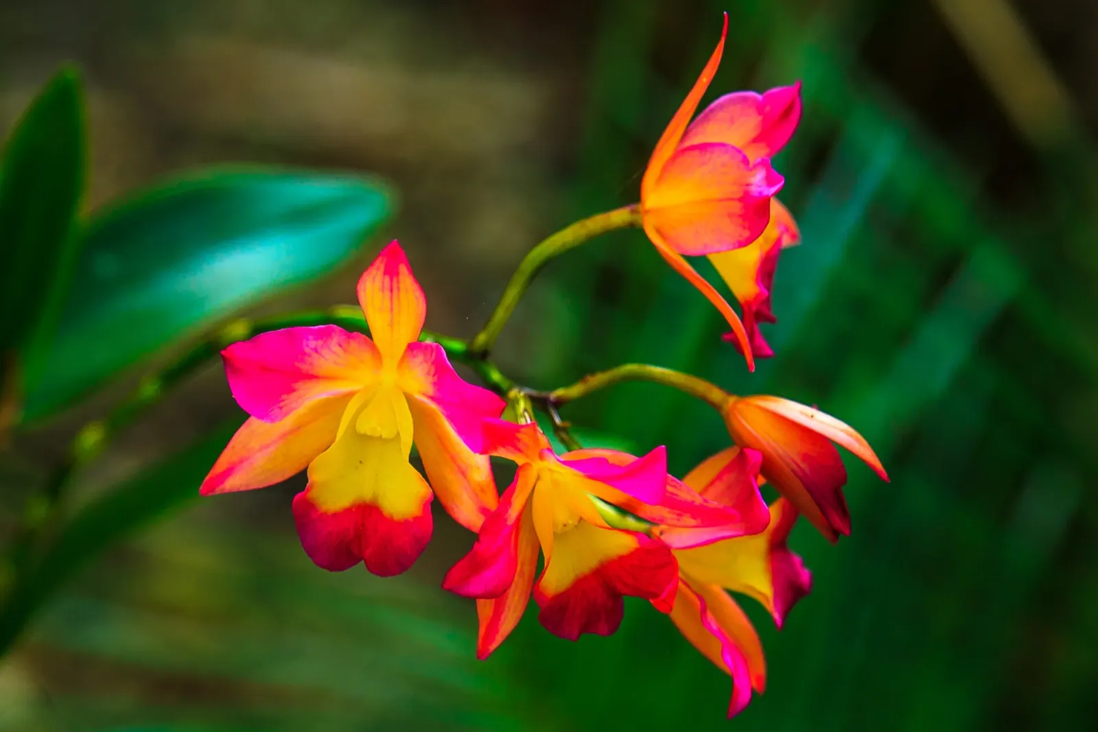 Orchids in flower at Fairchild Tropical Botanic Garden, home of the National Orchid Garden and the annual Orchids in Bloom festival.