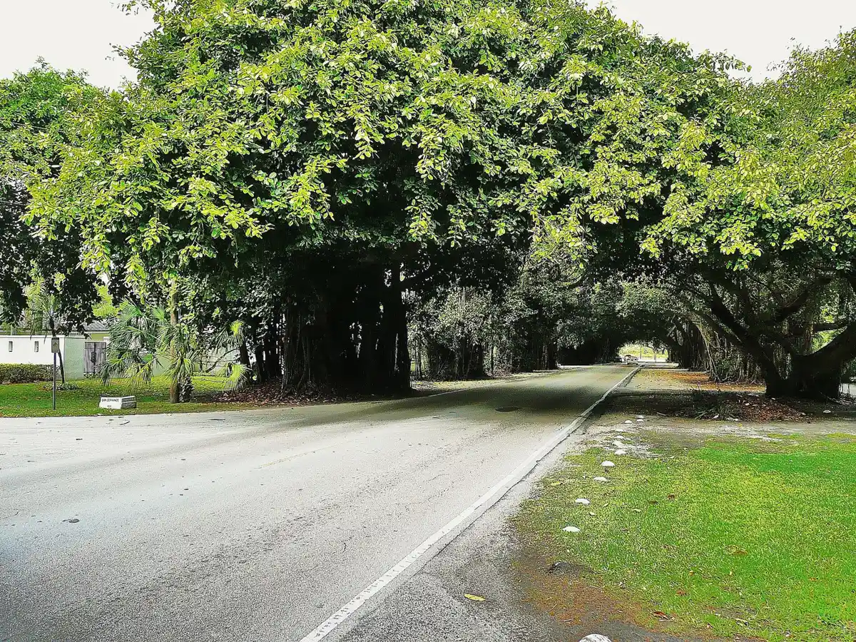Banyan trees arch over Old Cutler Road in Coral Gables.