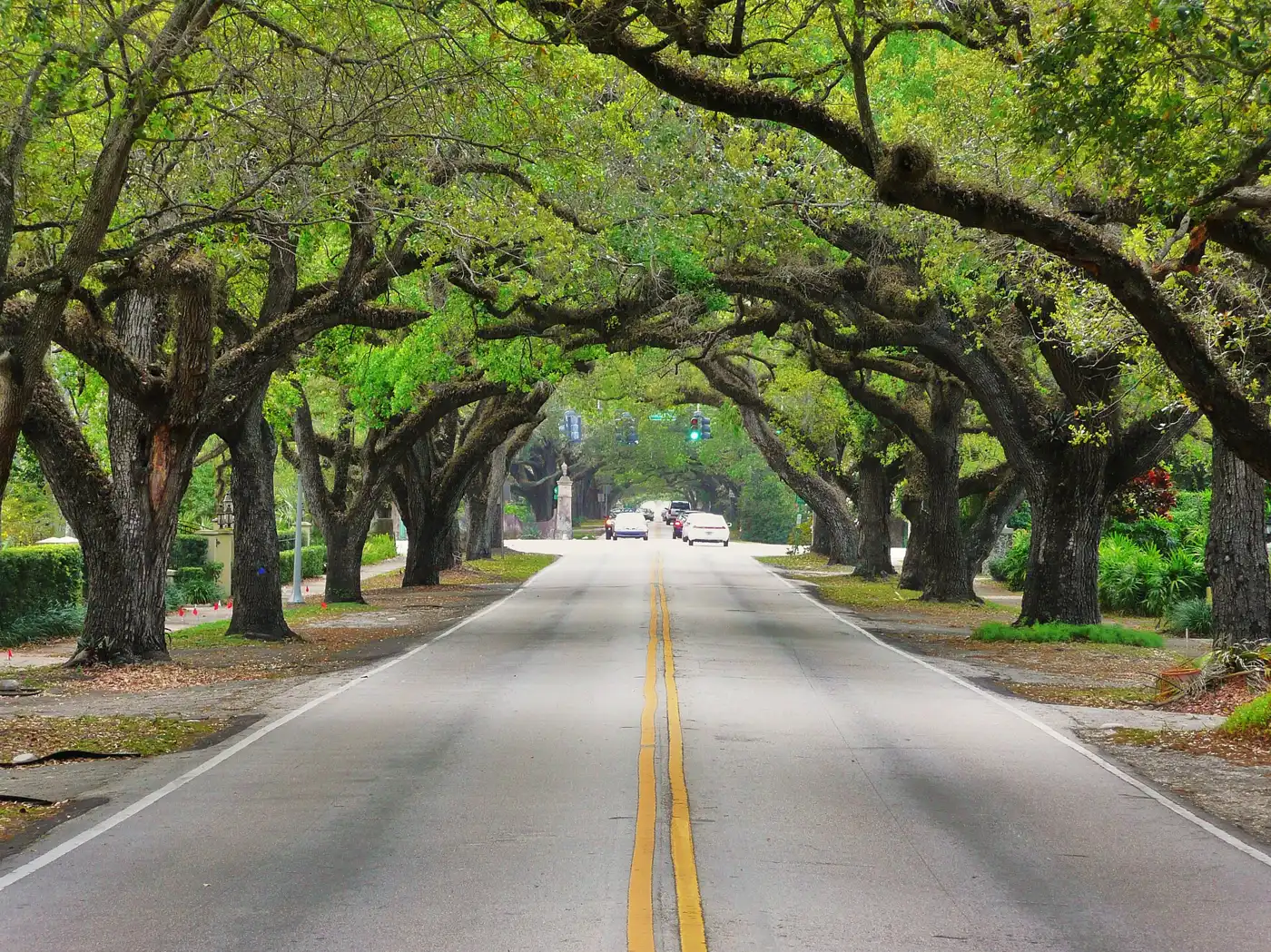 Banyan and oak trees arch over Coral Way in Coral Gables.