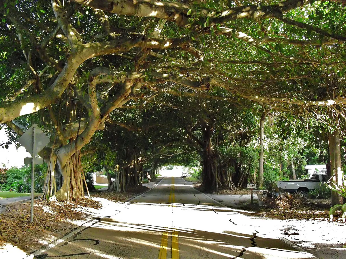 Banyan trees form a tunnel over a residential street in Coral Gables.